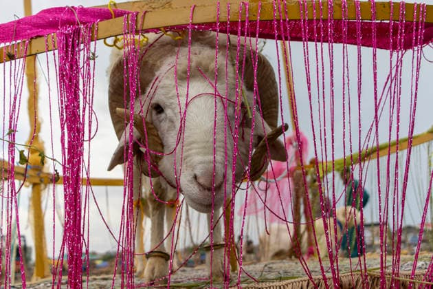 India, preparations for the Islamic festival of Eid al-Adha, impressions from across the country