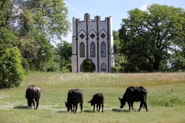 Berlin, arrival of the water buffalo on Peacock Island