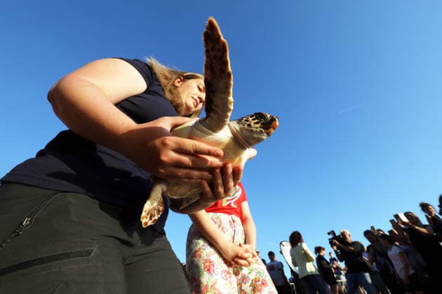 Croatia, Six rehabilitated sea turtles are released into the wild off Pula in the Adriatic Sea
