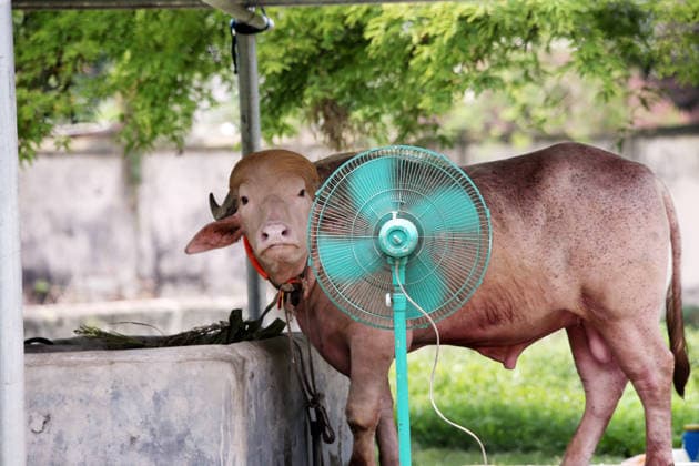 Water buffalo nicknamed Donald Trump in Dhaka, Bangladesh