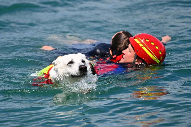 Bavaria, DLRG and water rescue organisation present rescue exercise with water rescue dog at Langwieder See