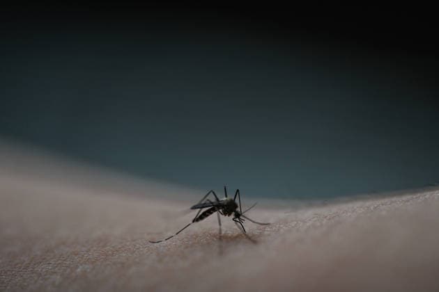Germany faces the threat of a tiger mosquito infestation, archive images