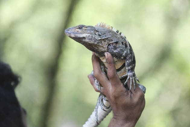 Indonesia, reptile show in Bogor