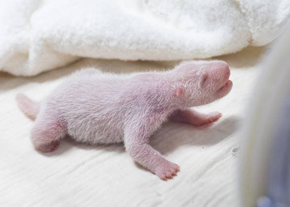 Panda offspring in Yongin, South Korea
