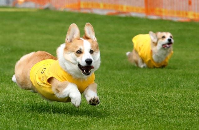 Corgi meeting in Kyiv