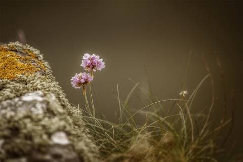 Nature, Plants, Grass Clove is Flower of the Year 2024