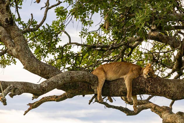 Calendar images: Serengeti