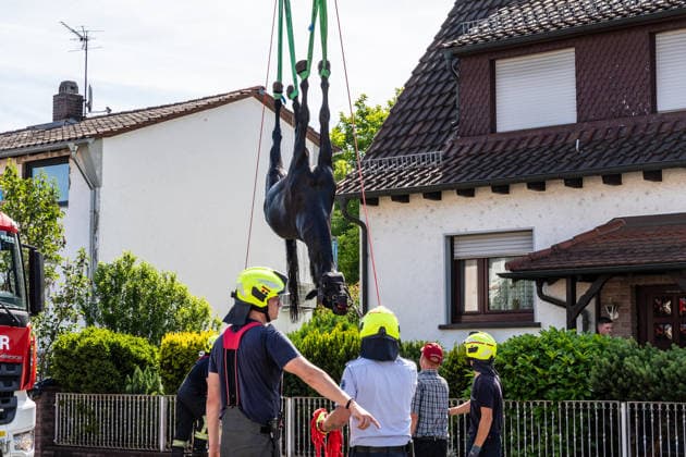 Hesse: Horse falls down cellar stairs in Klein-Auheim