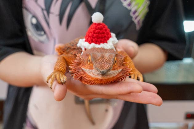 China, Reptile Expo in Beijing