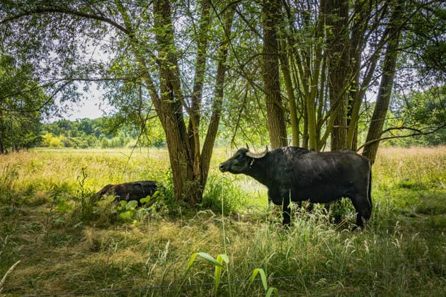 Berlin, water buffalo on the Tegeler Fließ