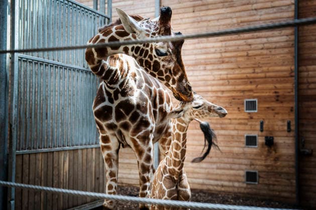 Giraffe born at Copenhagen Zoo