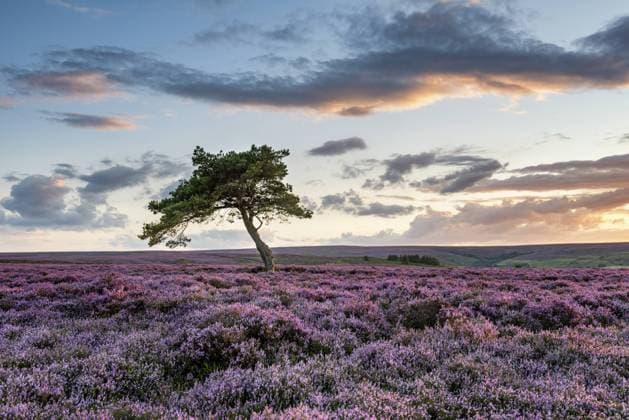 Travel, National Parks, England, North York Moors
