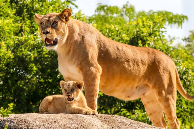 Young lions at Paris Zoo, France