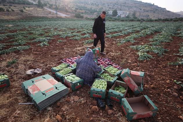 West Bank, cucumber harvest near Hebron