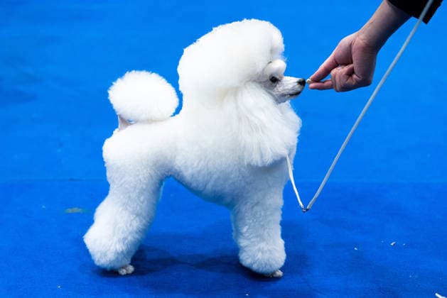 Thailand International Dog Show in Bangkok