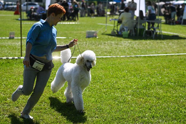 Poland, International Dog Show in Kraków