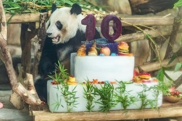Jilan the panda celebrates her birthday at Nanning Zoo in China