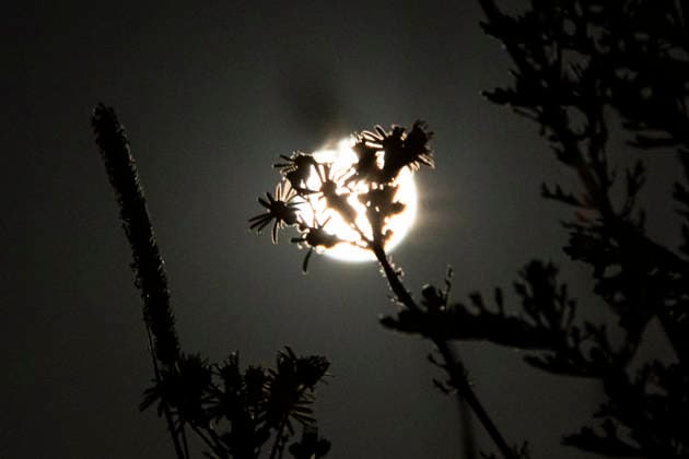 Full Moon, Impressions from Around the World
