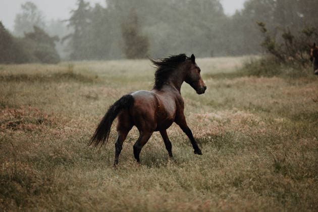 IMAGO Creative, Season: Summer, Rain, Summer rain