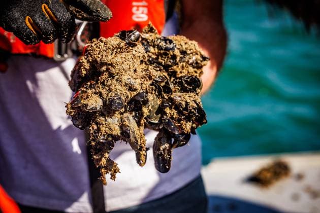 Belgium, Bel Mer mussel presentation in Nieuwport
