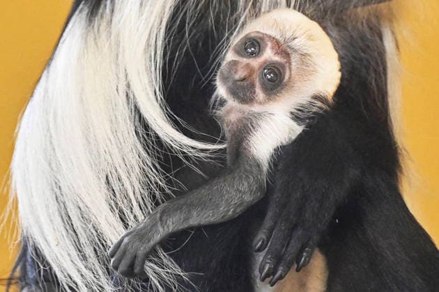 Czech Republic, Ruwenzori colobus baby in Pilsen