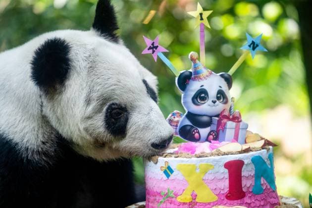 Giant panda celebrates its 36th birthday at the zoo in Mexico City