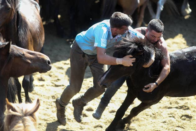 Spain, Wild Horse Round-up – The A Rapa das Bestas festival in Sabucedo
