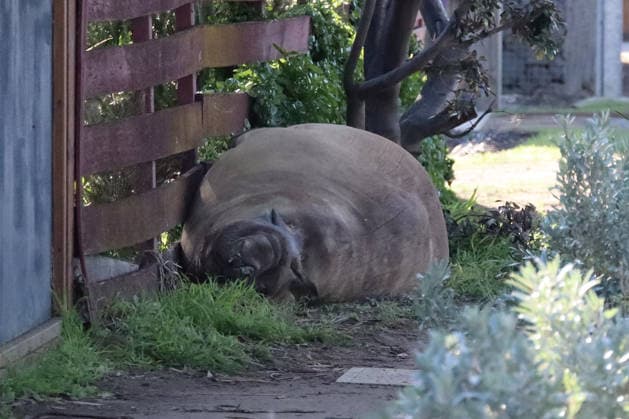 Australia, Neil the Seal in Tasmania