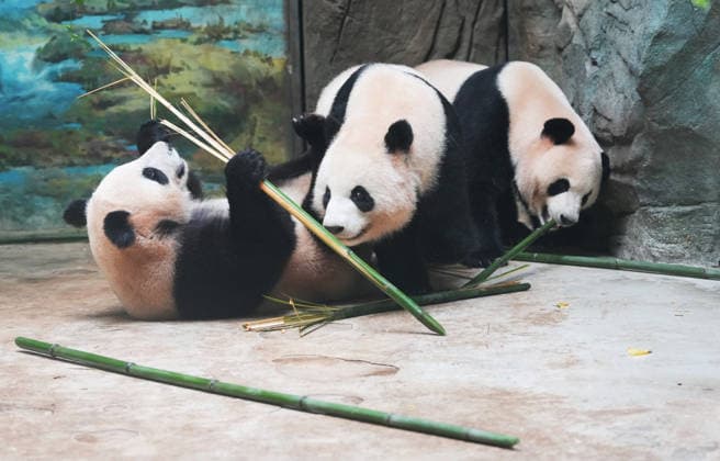 Pandas at Chengdu Zoo in China