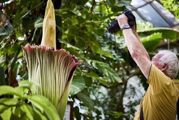 Netherlands: Rare titan arum in bloom at Blijdorp Zoo in Rotterdam