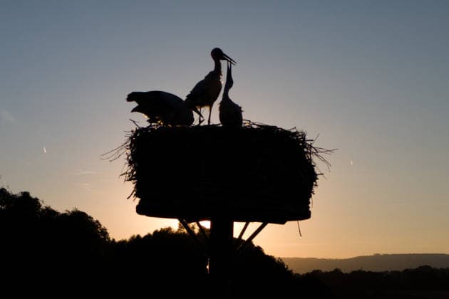 The number of storks has increased more than fivefold, archive photos