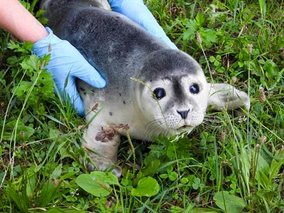 Hamburg: Young seal spotted on the banks of the Elbe
