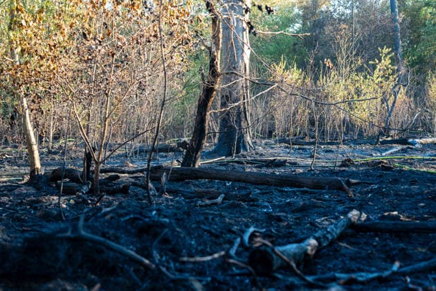 Hesse, forest fire near Frankfurt Airport