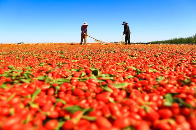 China, Goji berry harvest in Jiayuguan