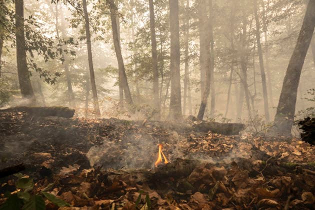 France, forest fire in the Fontainebleau Forest near Paris