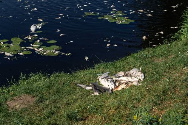Czech Republic: dead fish found in the waters at Lednice
