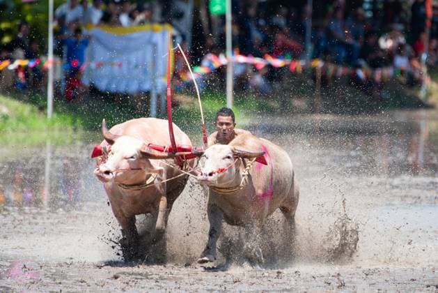 Thailand, traditional water buffalo race in Chonburi