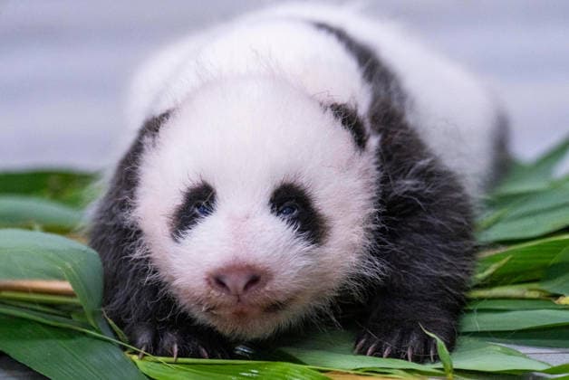South Korea: New panda cubs at Seoul Zoo