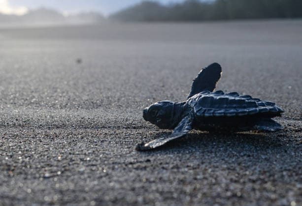 Indonesia, Bajulmati Beach: Release of olive ridley turtles near Malang