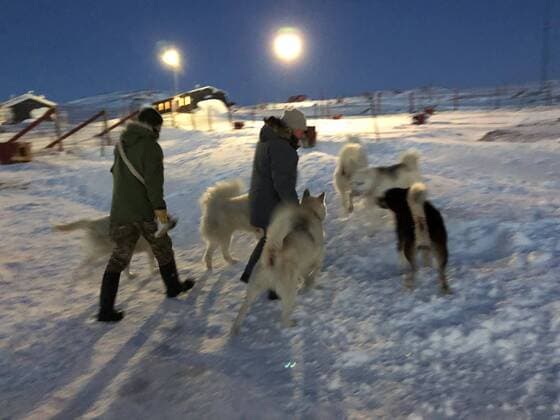 IMAGO International History, Arctic Expeditions, Sirius sled patrol, Danish dog sled unit in Greenland