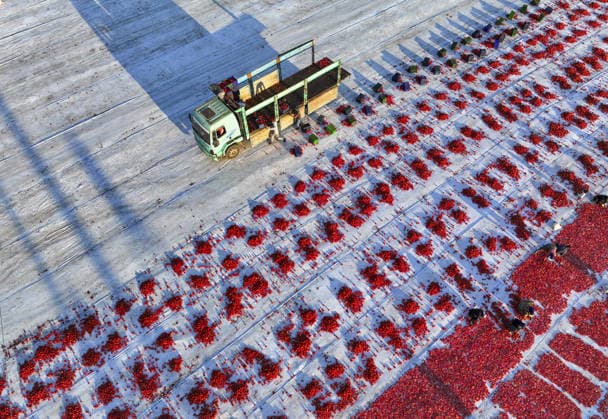 Turkey, Izmir: Harvest workers are drying halved tomatoes in the sun in the fields