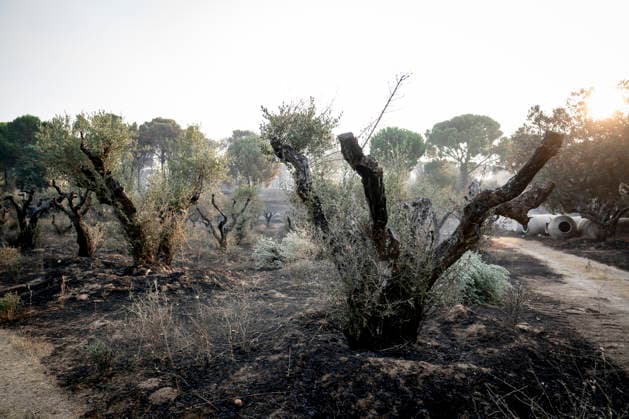 Forest fires in Spain: impressions from Madrid