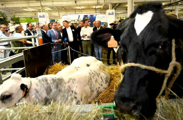 Belgium, Agricultural Fair in Libramont