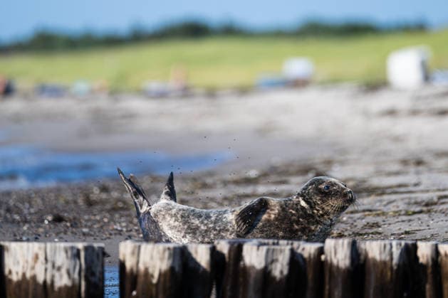 The Baltic Sea, a seal in Dierhagen