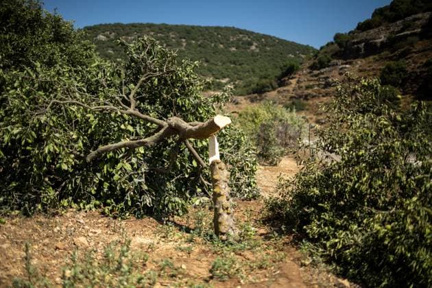 Middle East conflict, West Bank, Israeli settlers cut down lemon trees in Salfit