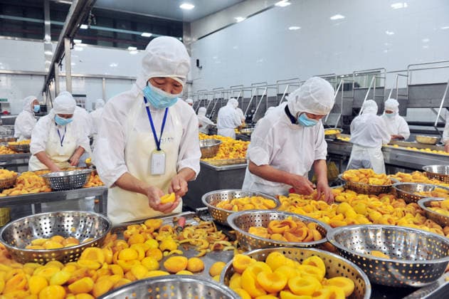 China, peach processing in Yichang