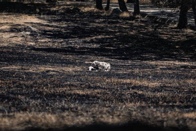 Spain, forest fires in Castile and León
