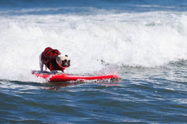 World Dog Surfing Championships in Pacifica