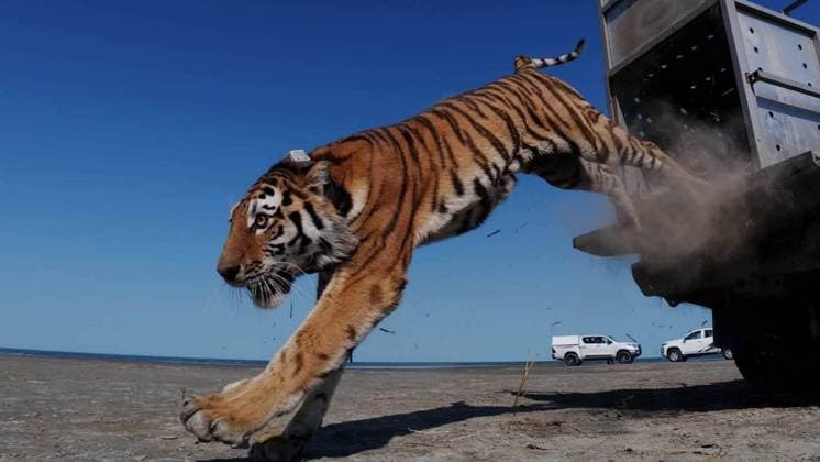 Almaty: First Amur tiger handed over by Russia to Kazakhstan released into its natural habitat