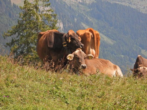 Switzerland, summer in the Bisisthal valley